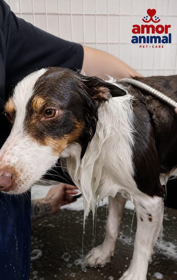 Banho em cachorro com água quente