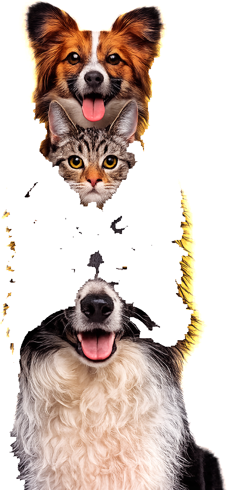 Cães e gato felizes da Amor Animal