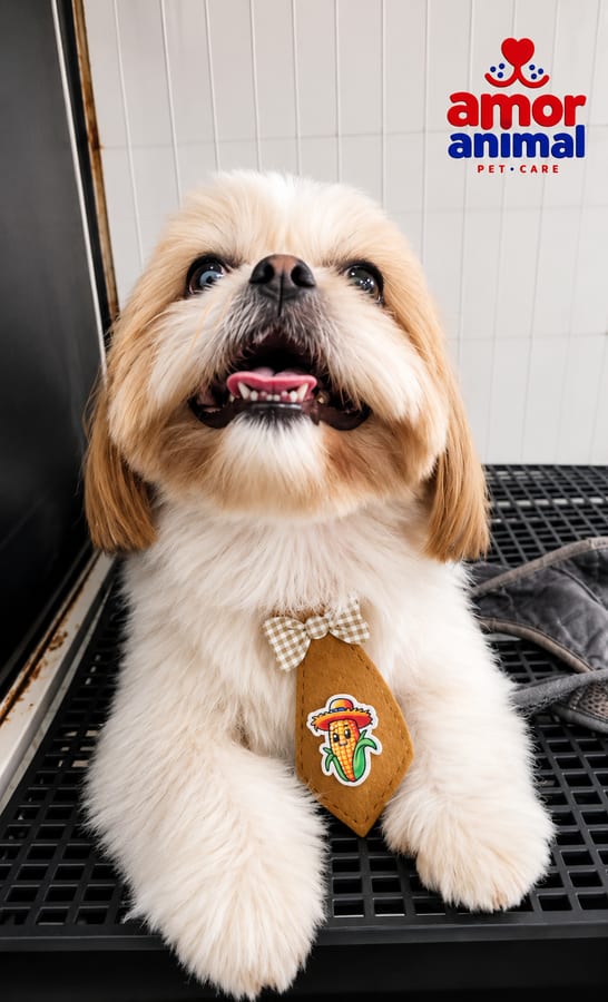 Cachorro tosado e cheiroso